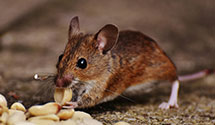 24 Hour & Emergency Exterminators in Pray, WI